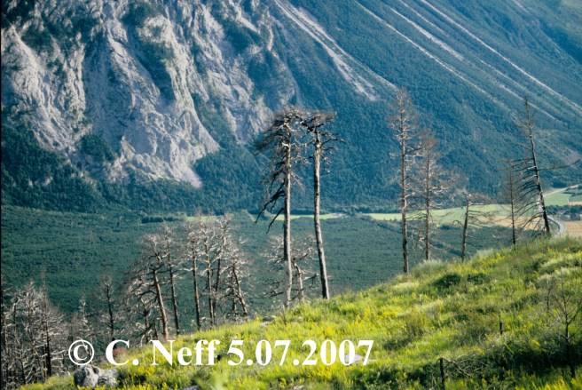 W.B.F Leuk - Albinen Höhe 1213 Blick auf tote Kiefernreste 5.7.2