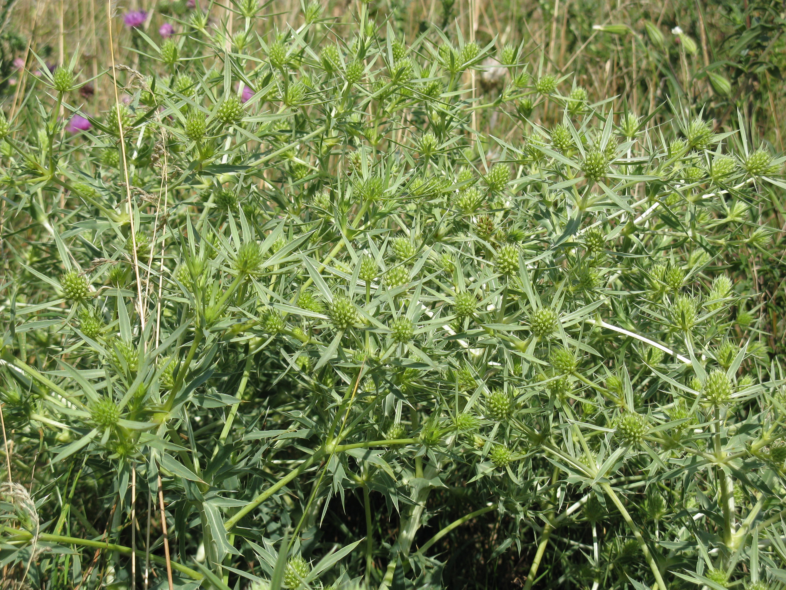eryngium-campestre-grunstadter-berg-1972009.1248790112.jpg