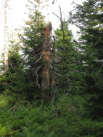 im Nationalpark Schwarzwald Juni 2014-1