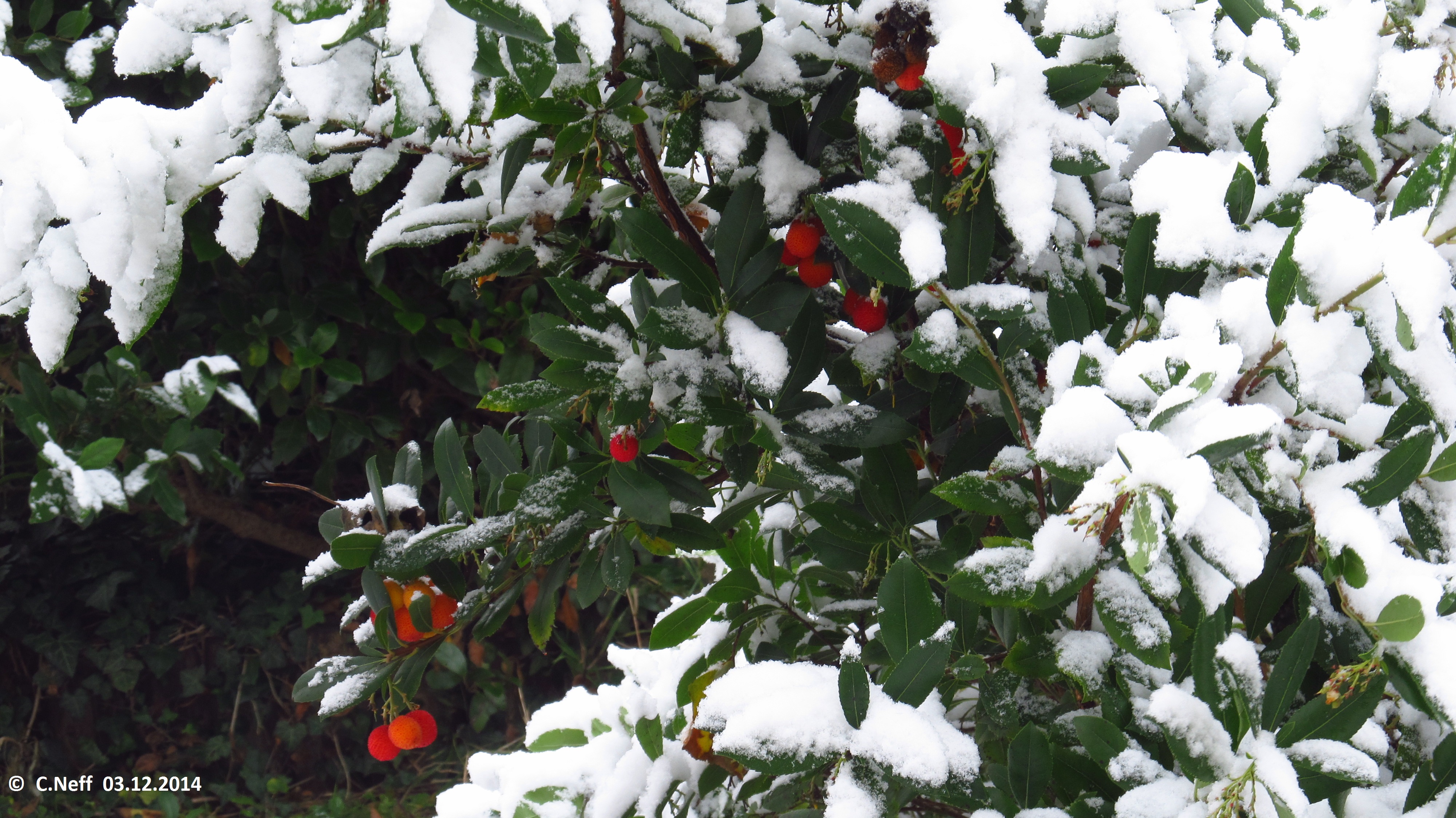 Arbousier et neiges de decembre, Grünstadt 03.12.2014