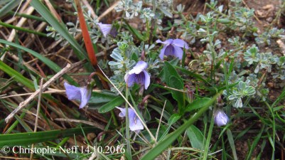 Viola arborescens Falaises du Cap Leucate 14.10.2016
