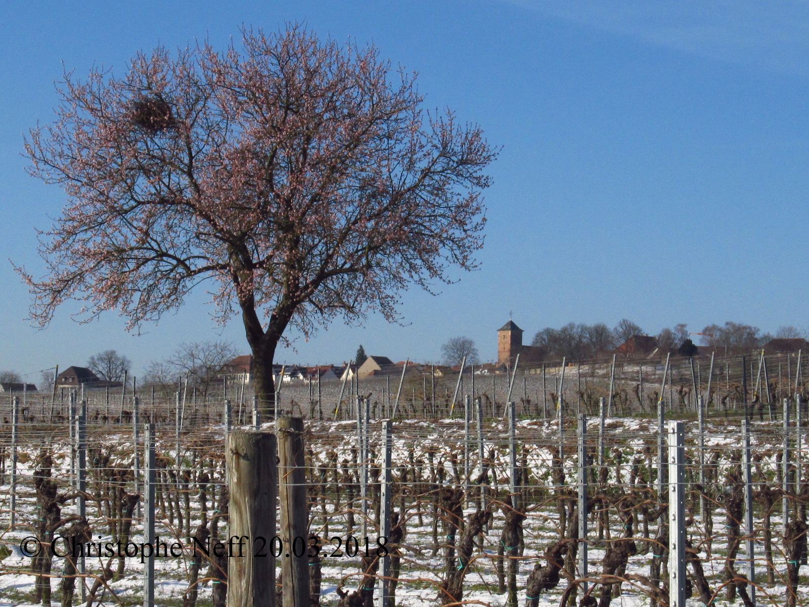 Mandelbaum im Schnee (bei Herxheim am Berg) 20.03.2018