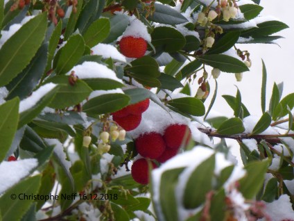 Neiges sur fleurs et fruits d'Arbousier Grünstadt WR 16.12.2018