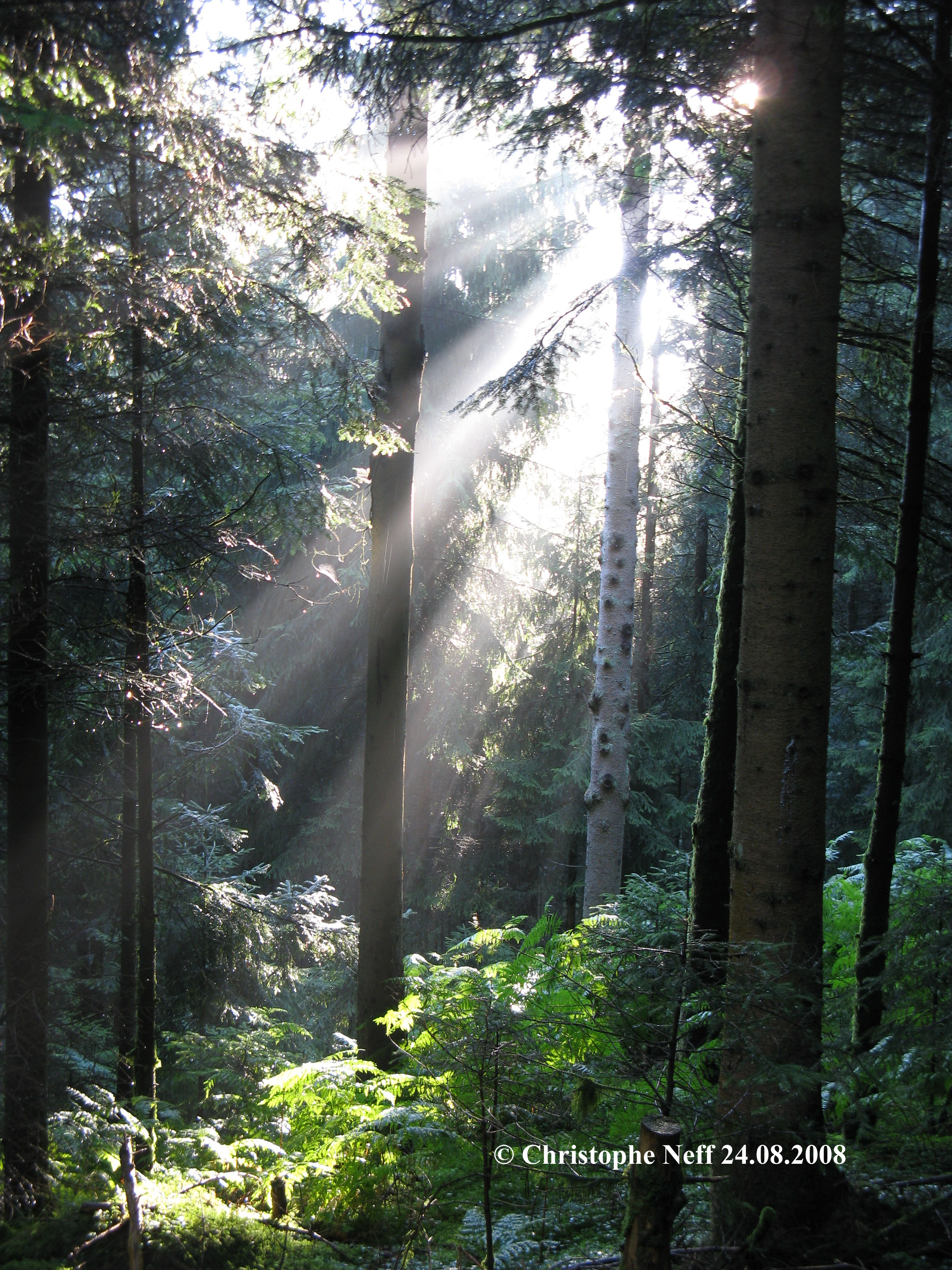 Les reflets de lumières à travers la sapinière du Mooswaldkopf 24.08.2008