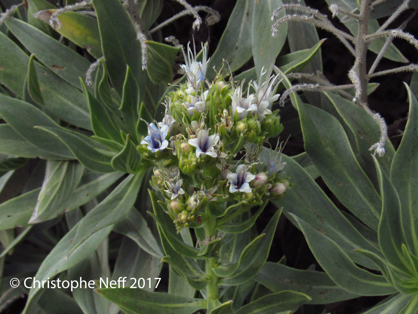 Inflorescence d' Echium vulcanorum (8.11.2017)