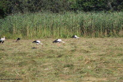 Cigognes - Grosswoerth Delta de la Sauer 02.08.2015 B1