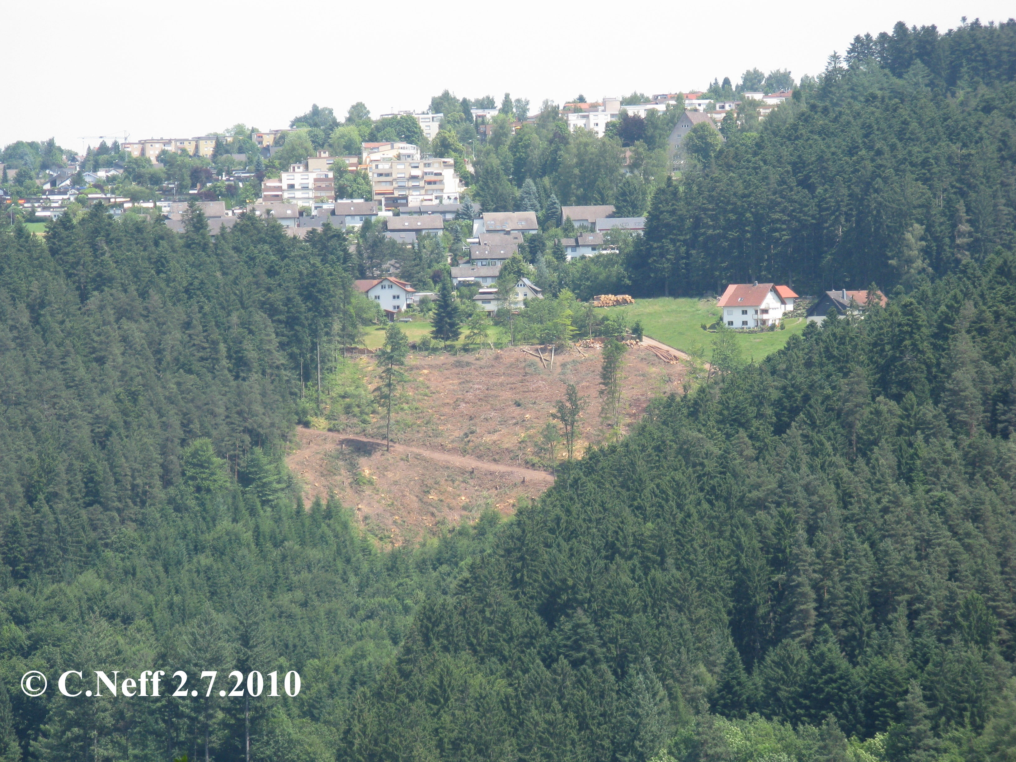 Freischlagfläche Steighäusle Juli 2010