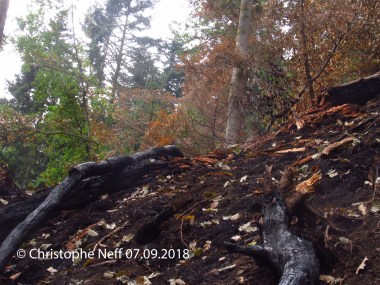 waldbrandfläche Schiltach - Kirchberg - Zustand am 07.09.2018