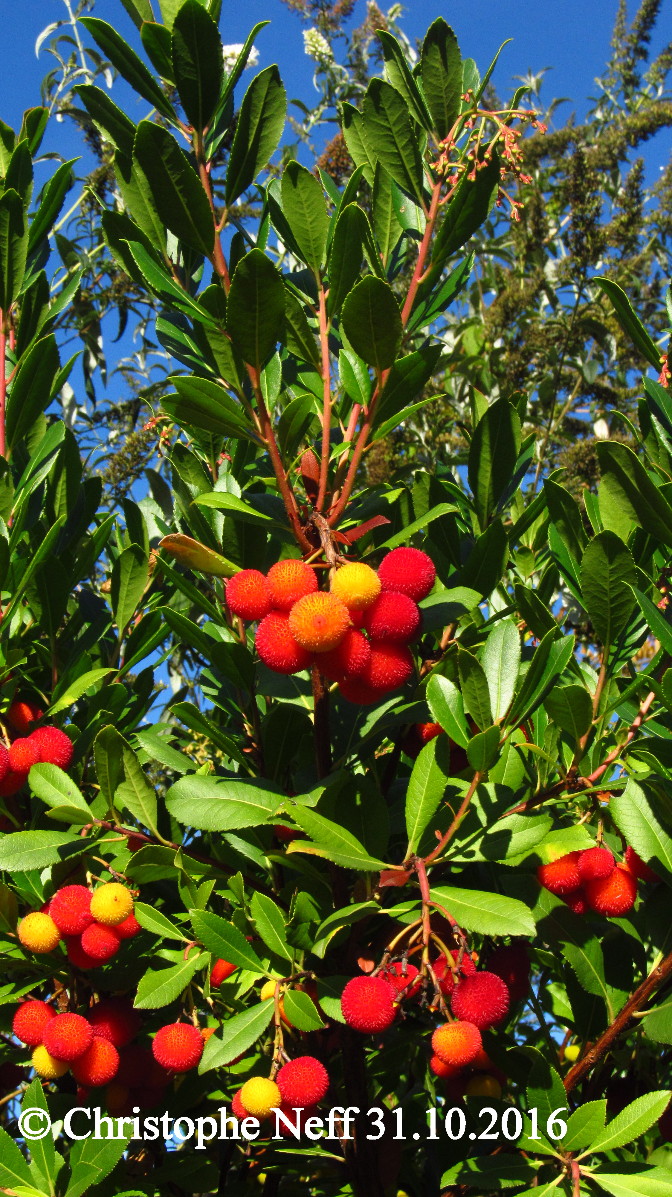 Arbutus unedo Grünstadt 31.10.2016