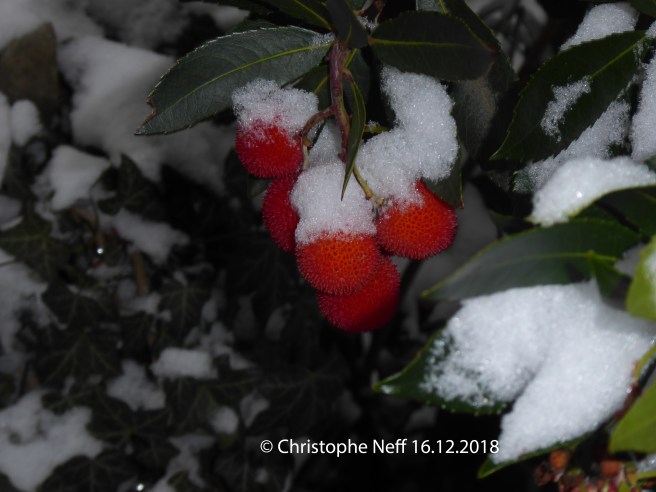 Neiges sur fruits d'Arbousier Grünstadt WR 16.12.2018