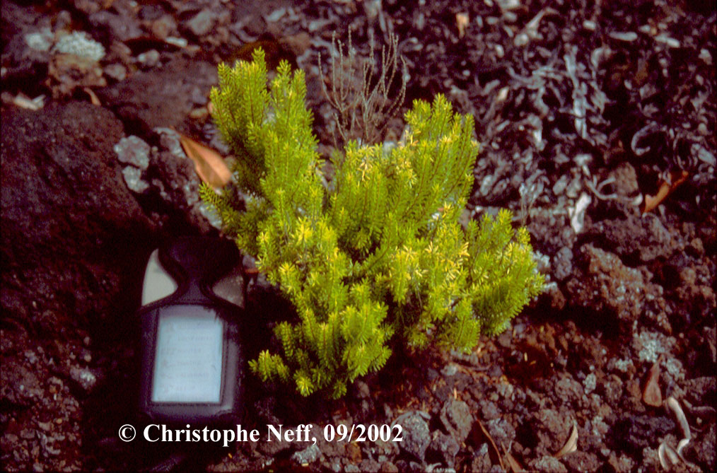 Vulkan Sukz. Erica azorica Capelo September 2002