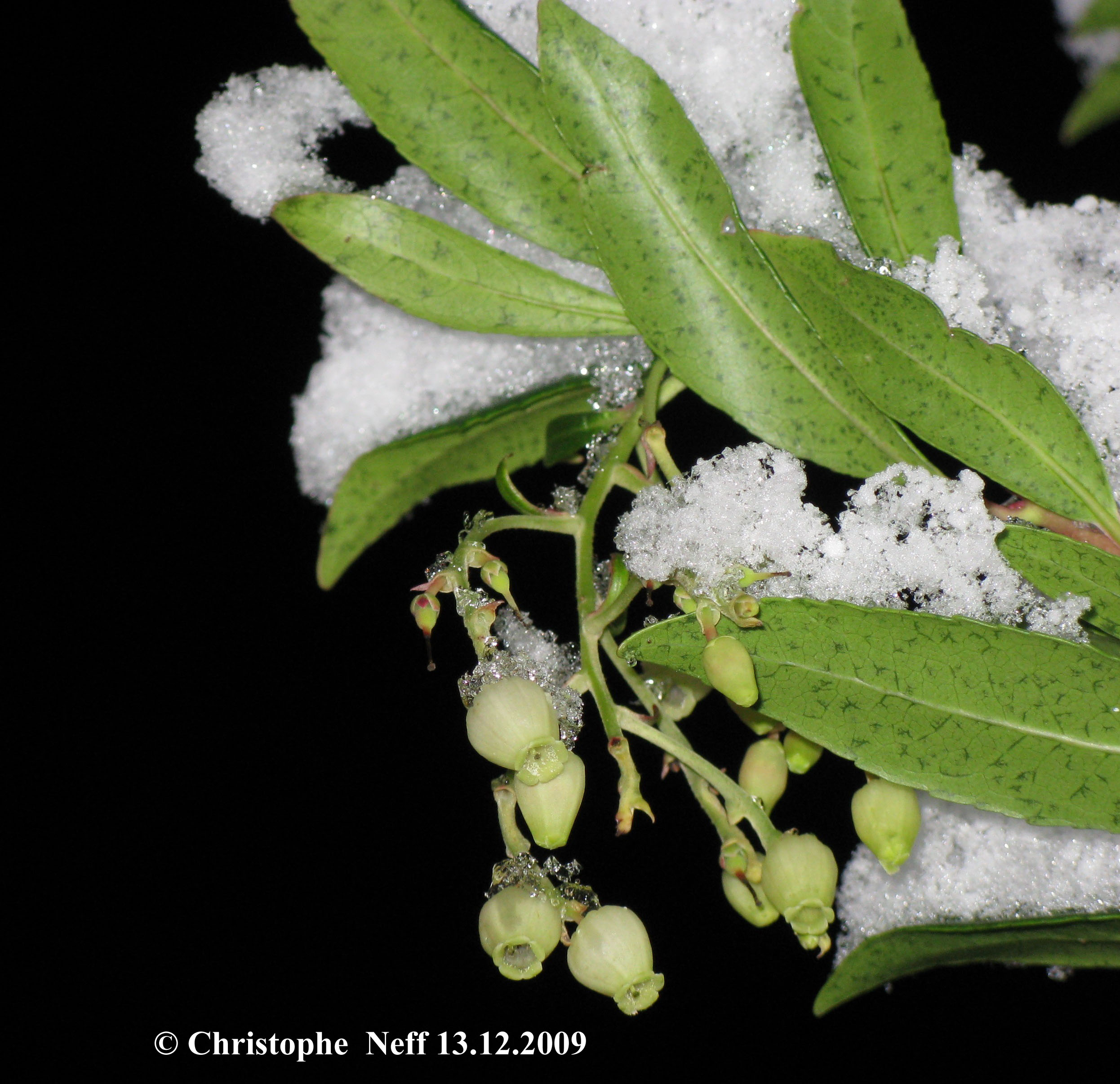 fleurs d'arbousier hivernale Dez. 2009