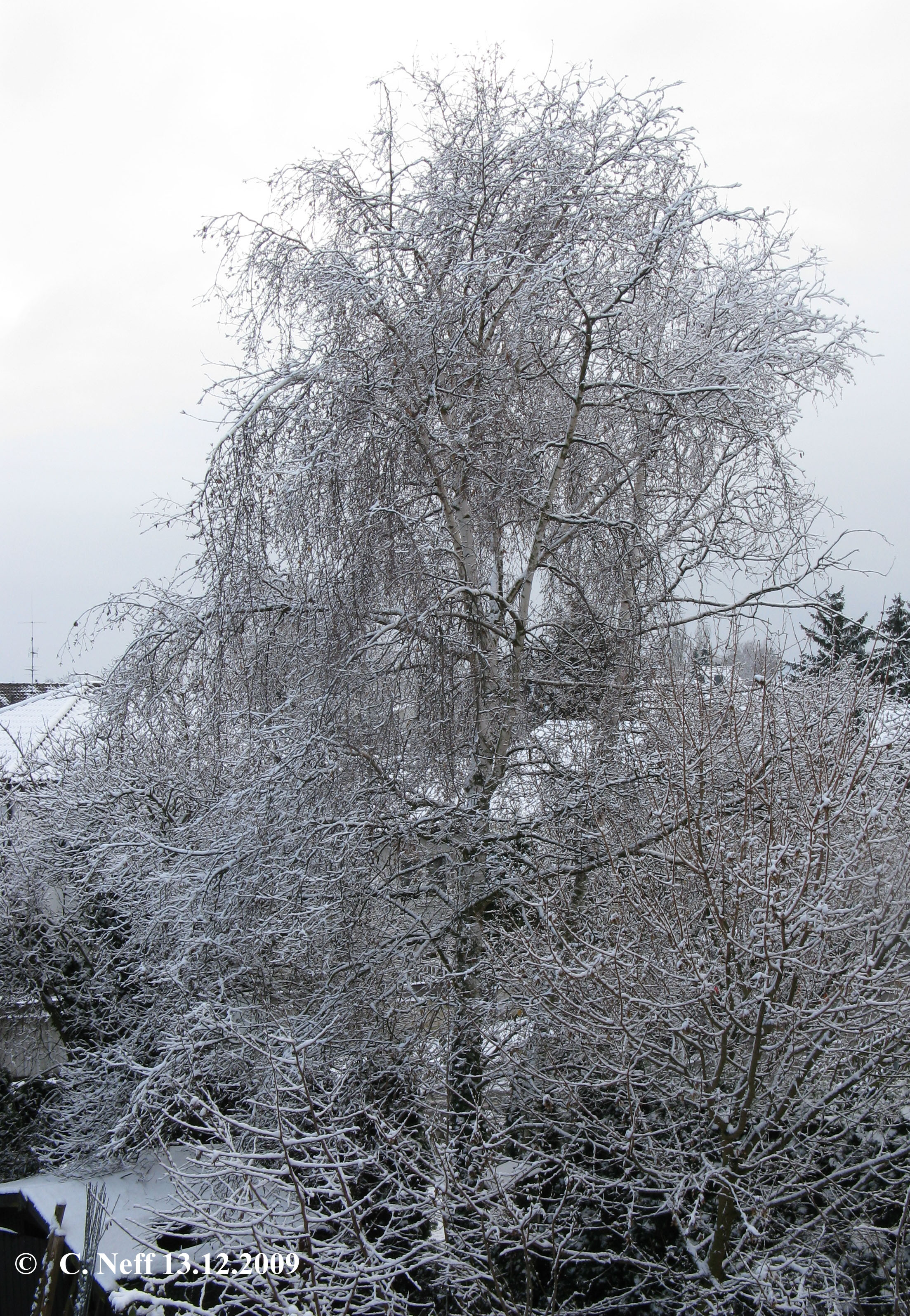 le grand bouleau im Winterkleid