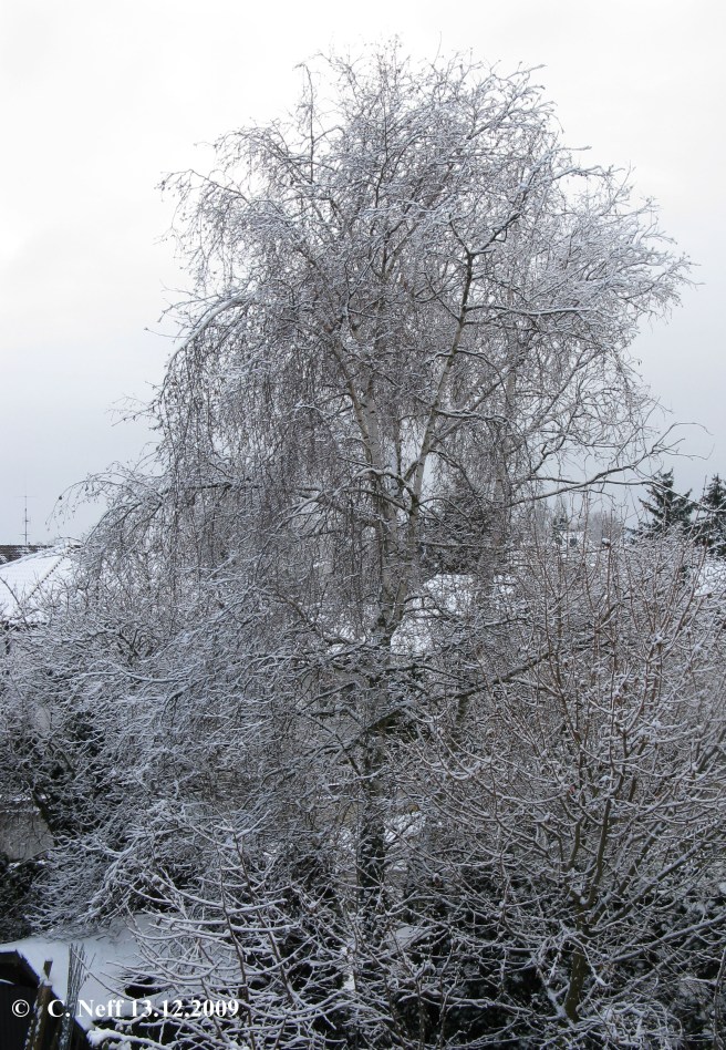 le grand bouleau im Winterkleid