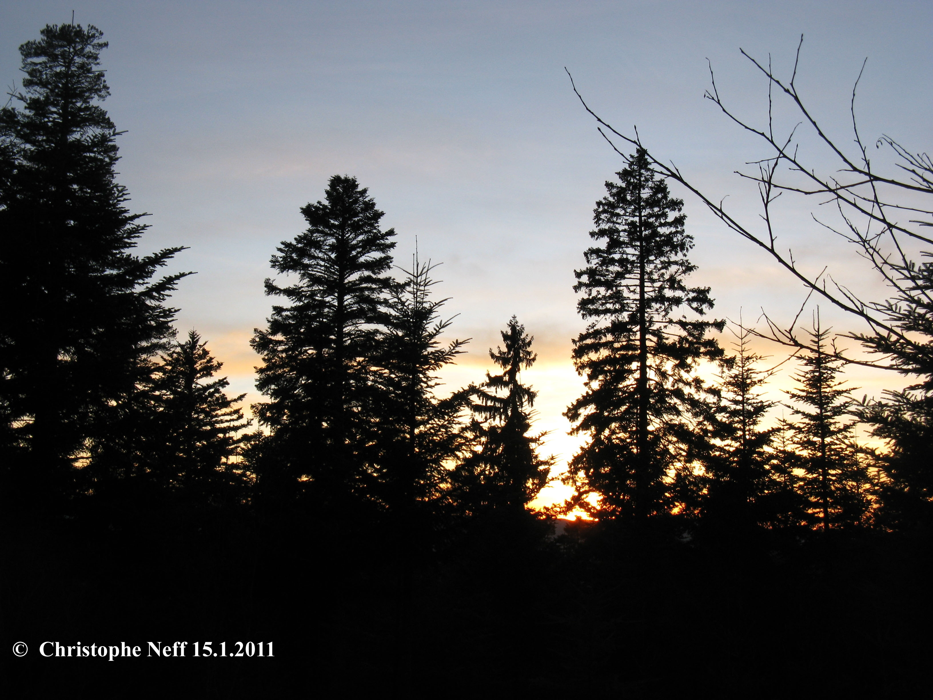 Les lumières du Fohrenbühl - sapinières du Mooswaldkopf 15.01.2011