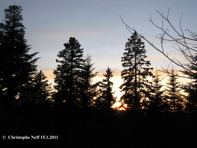 Les lumières du Fohrenbühl - sapinières du Mooswaldkopf 15.01.2011