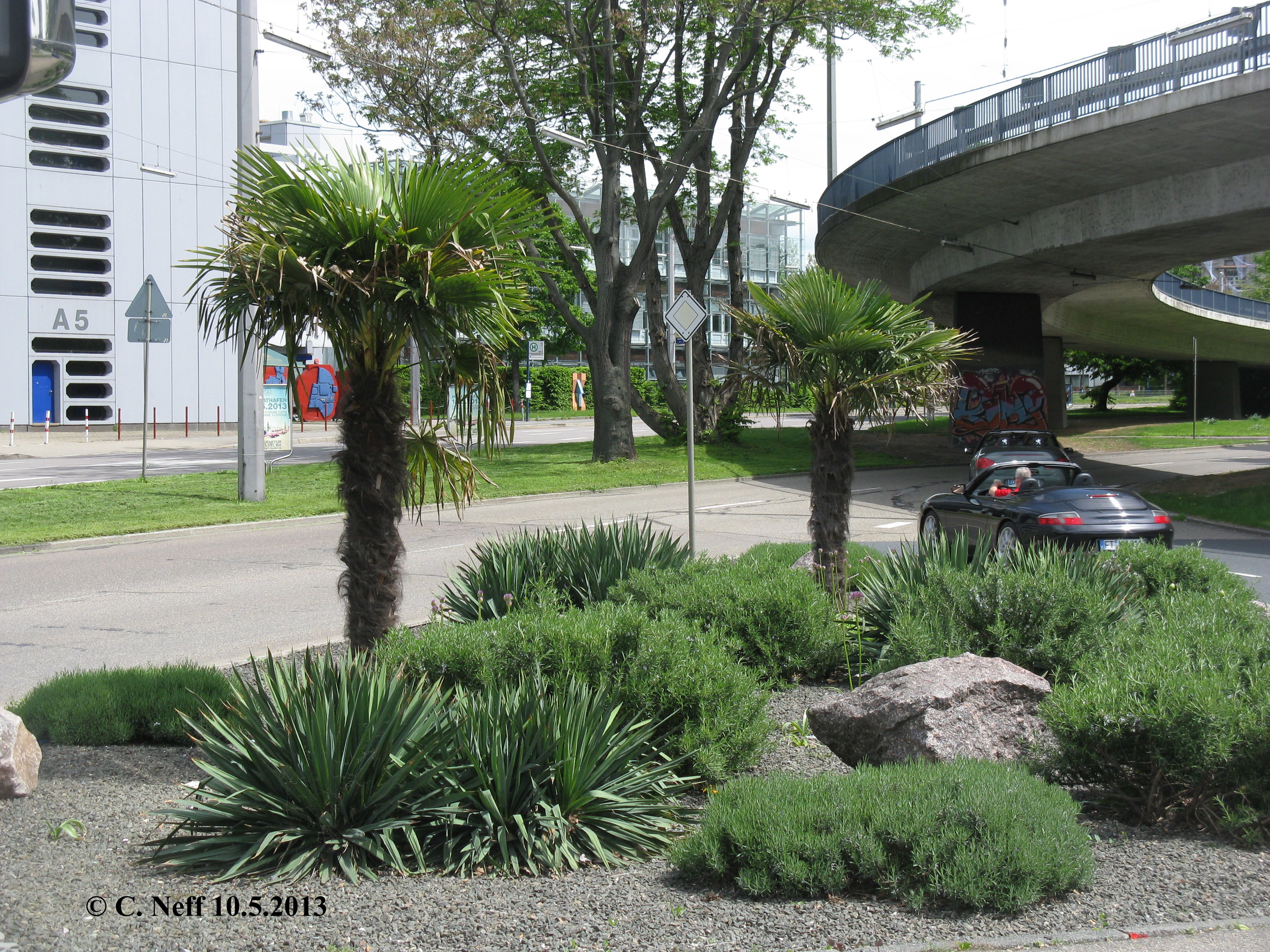 Mannheim A5, Trachycarpus fortunei A