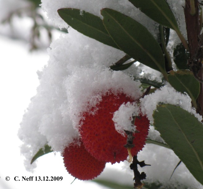 neige et fruits d' Arbousier 13.12.2009