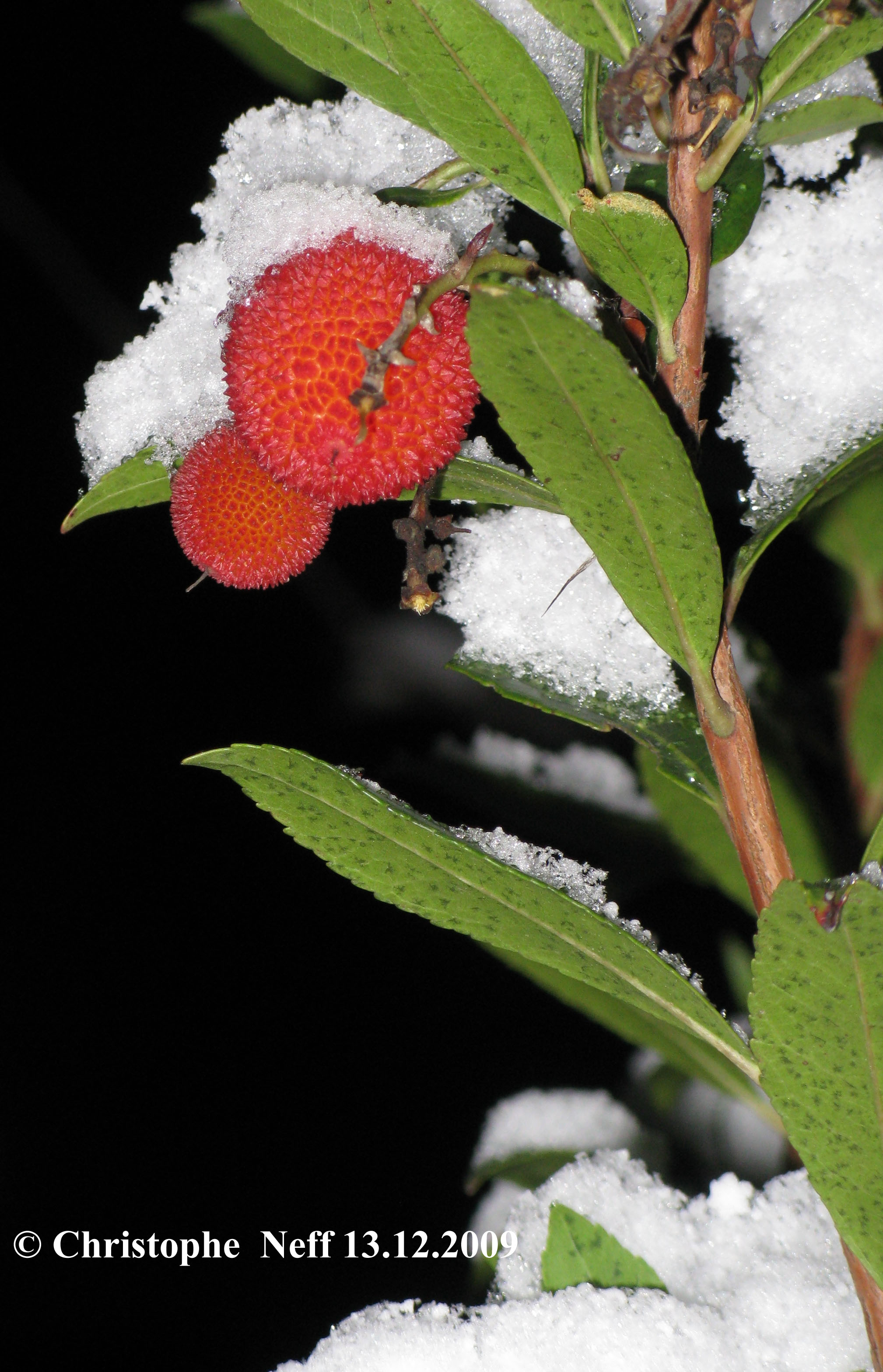 Nuit d' hiver à Grünstadt - Arbousier