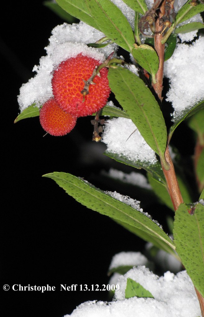 Nuit d' hiver à Grünstadt - Arbousier