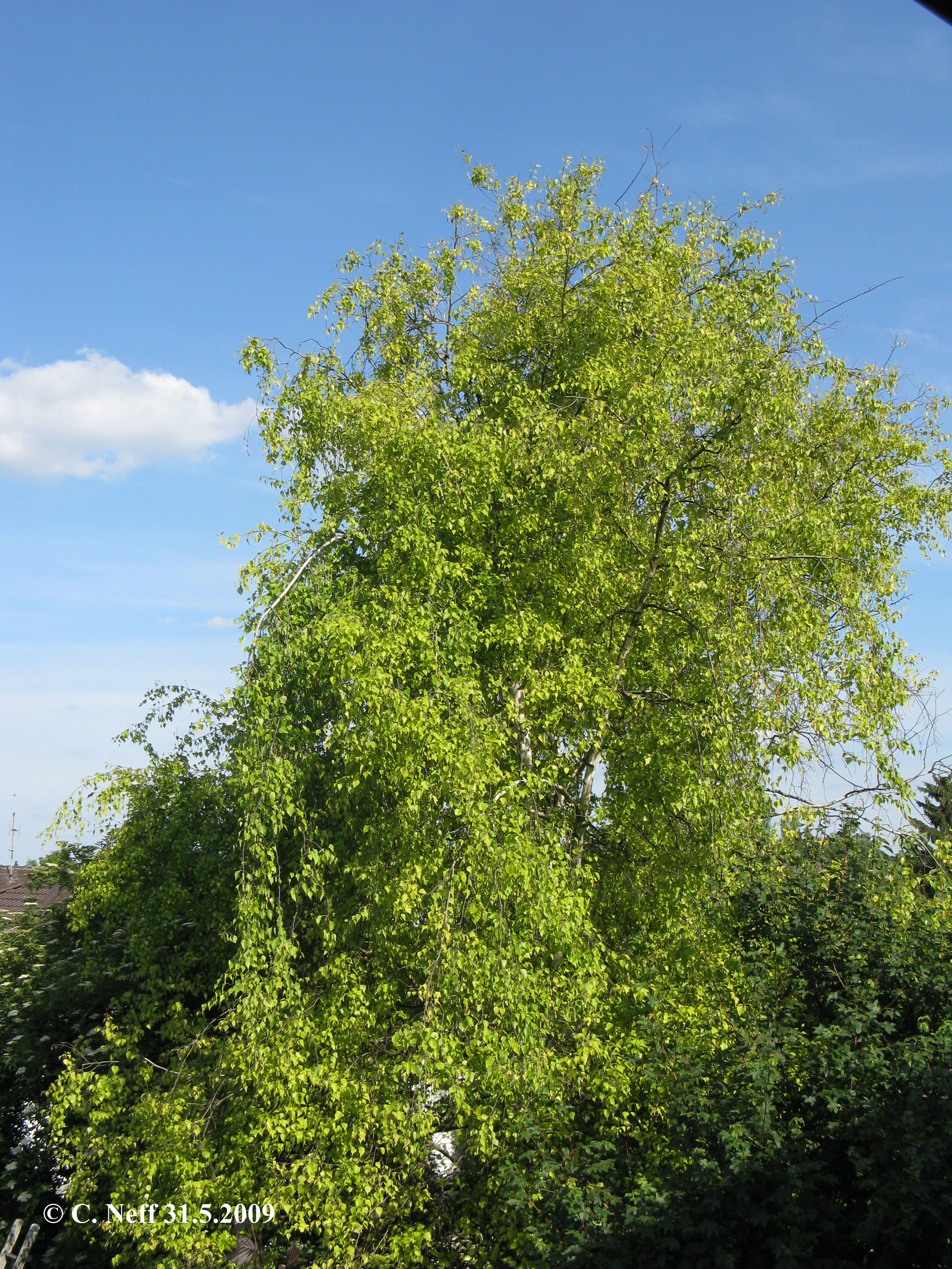 unsere Birke 31.5.2009
