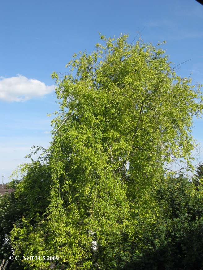 unsere Birke 31.5.2009