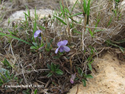 Viola arborescens B.1 Cap Leucate 07.10.2012