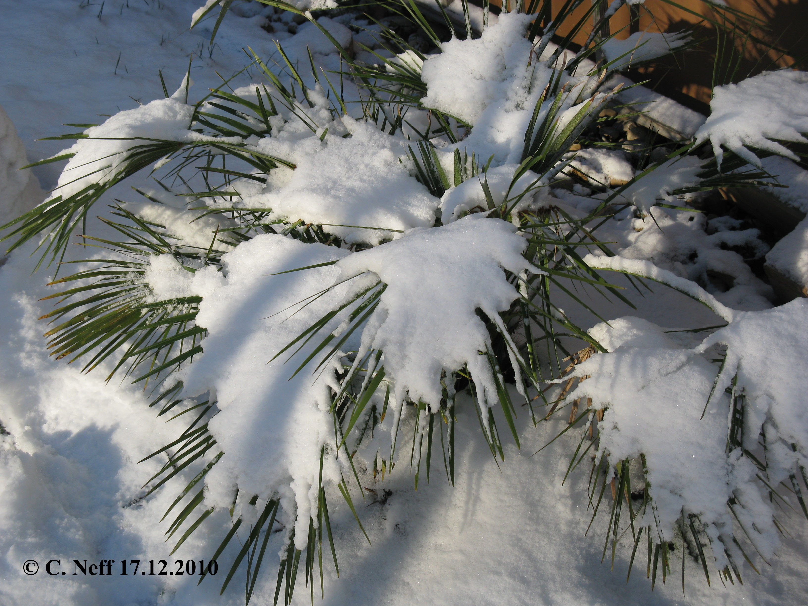 Chamaerops humilis couvert de neige Grünstadt 17.12.2010