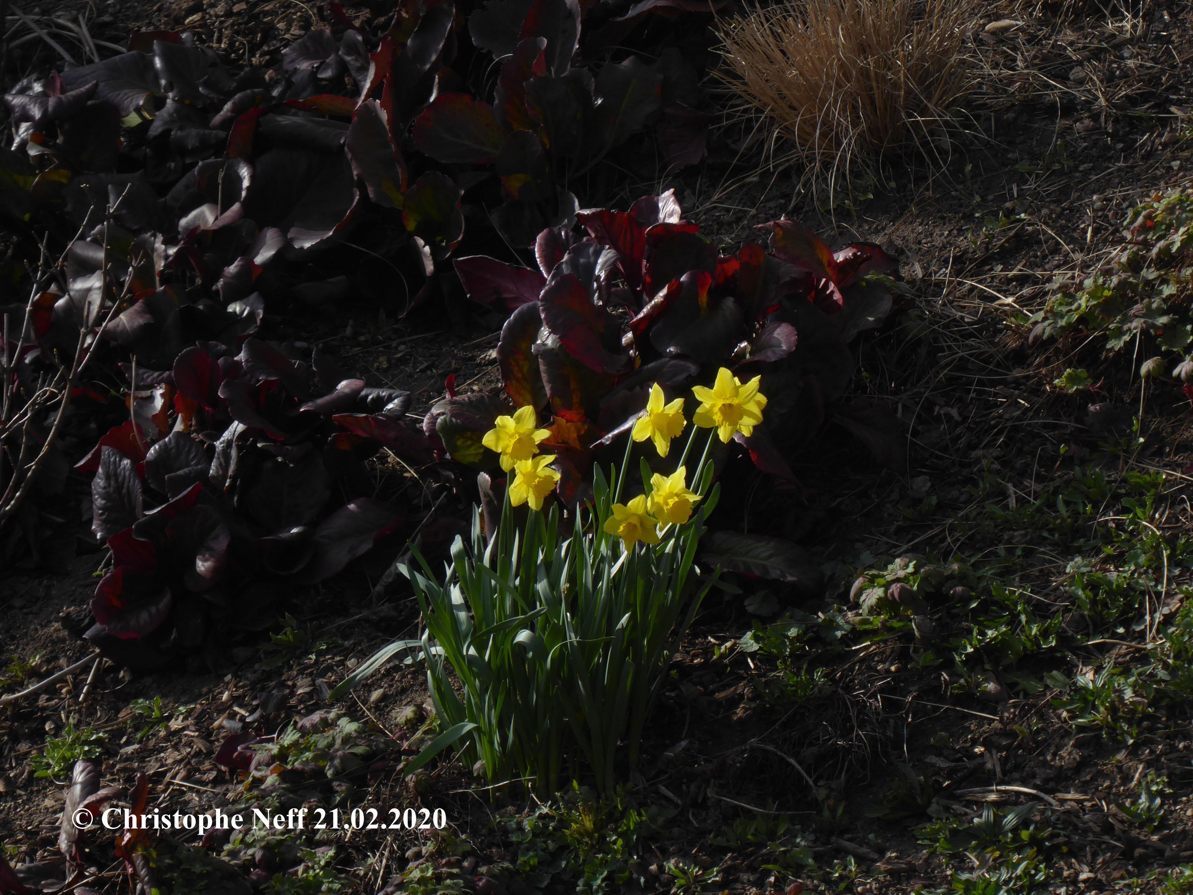 erste Osterglocken 2020 Herxheim am Berg (Grünanlage Alex Weinlounge) 21.02.2020