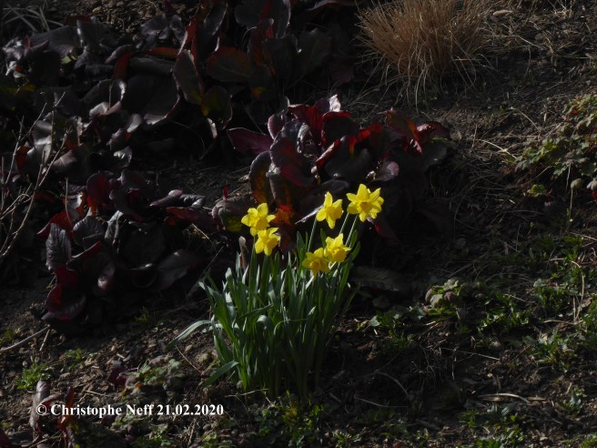 erste Osterglocken 2020 Herxheim am Berg (Grünanlage Alex Weinlounge) 21.02.2020