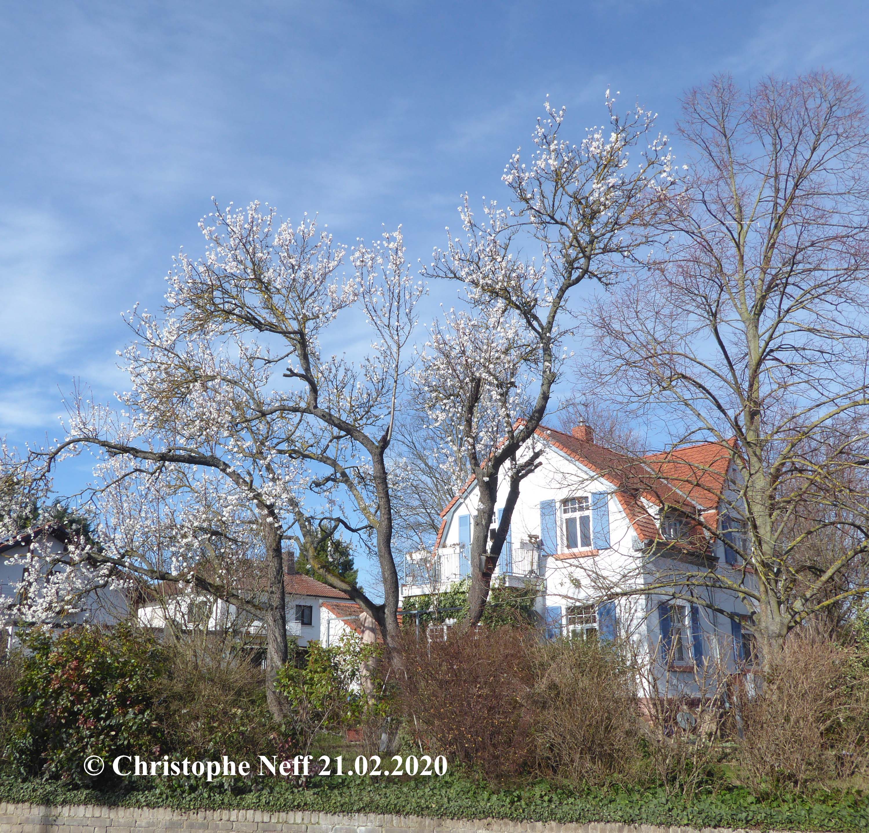 Mandelbaumblüte Grünstadt, Sausenheimstrasse 21.02.2020