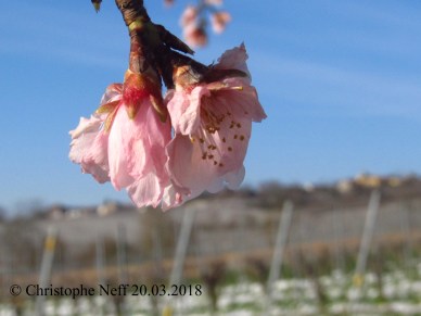 Mandelbüte 20.03.2018 im verschneiten Rebland bei Herxheim am Berg