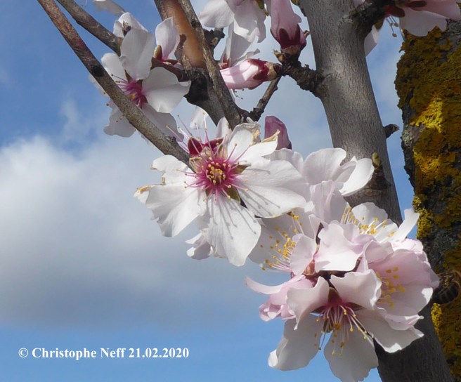 Mandelbüte, Weisenheim am Berg (Strasse nach Freinsheim), 21.02.2020