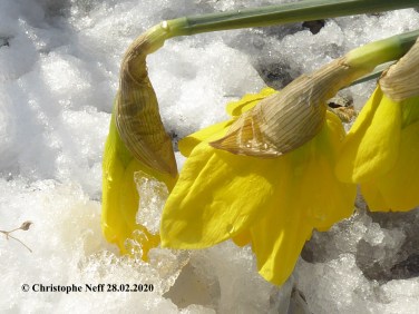 Osterglockenblüten im Schnee Grünstadt 28.02.2020
