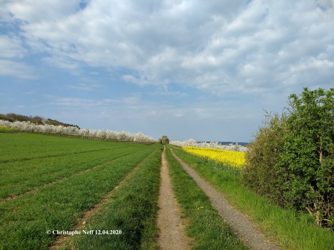 Blick auf die blühenden Kirschbaumanpflanzungen auf dem Grünstadter Berg Ostersonntag 2020
