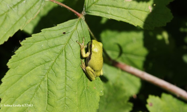 Rainette verte (Hyla arborea) Delta de Sauer Munchhausen, © Selina Große 6.7.2013