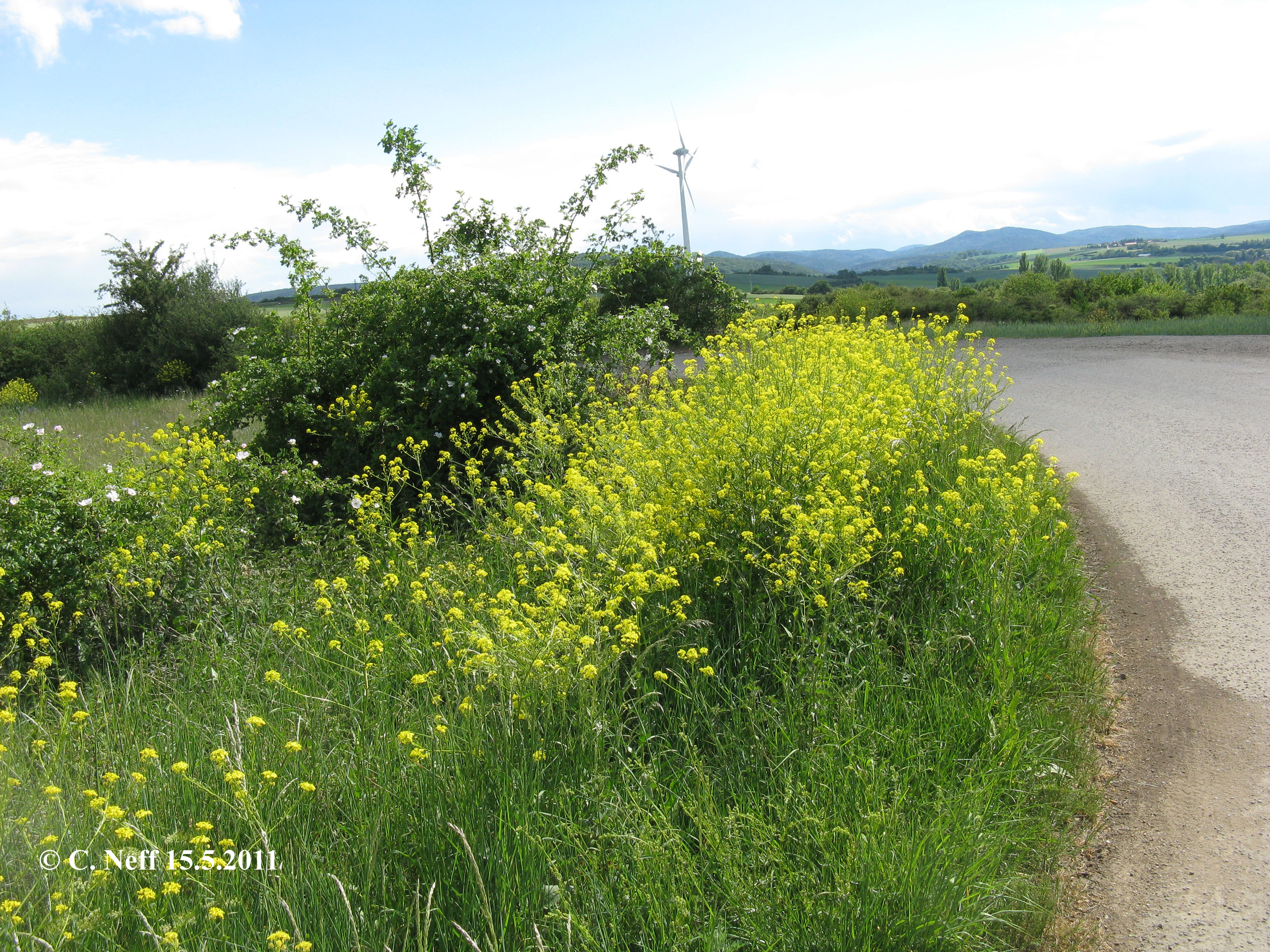 Bunias orientalis am Wegrand auf dem Grünstadter Berg 15.5.2011
