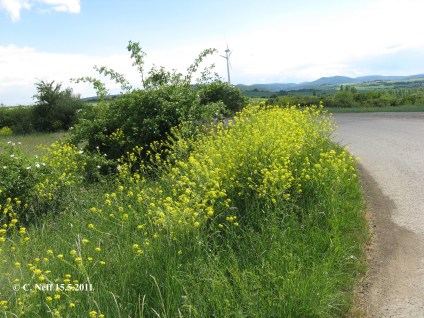 Bunias orientalis am Wegrand auf dem Grünstadter Berg 15.5.2011