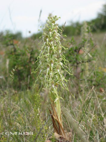 Himantoglossum hircinum Grünstadter Berg 14.05.2011
