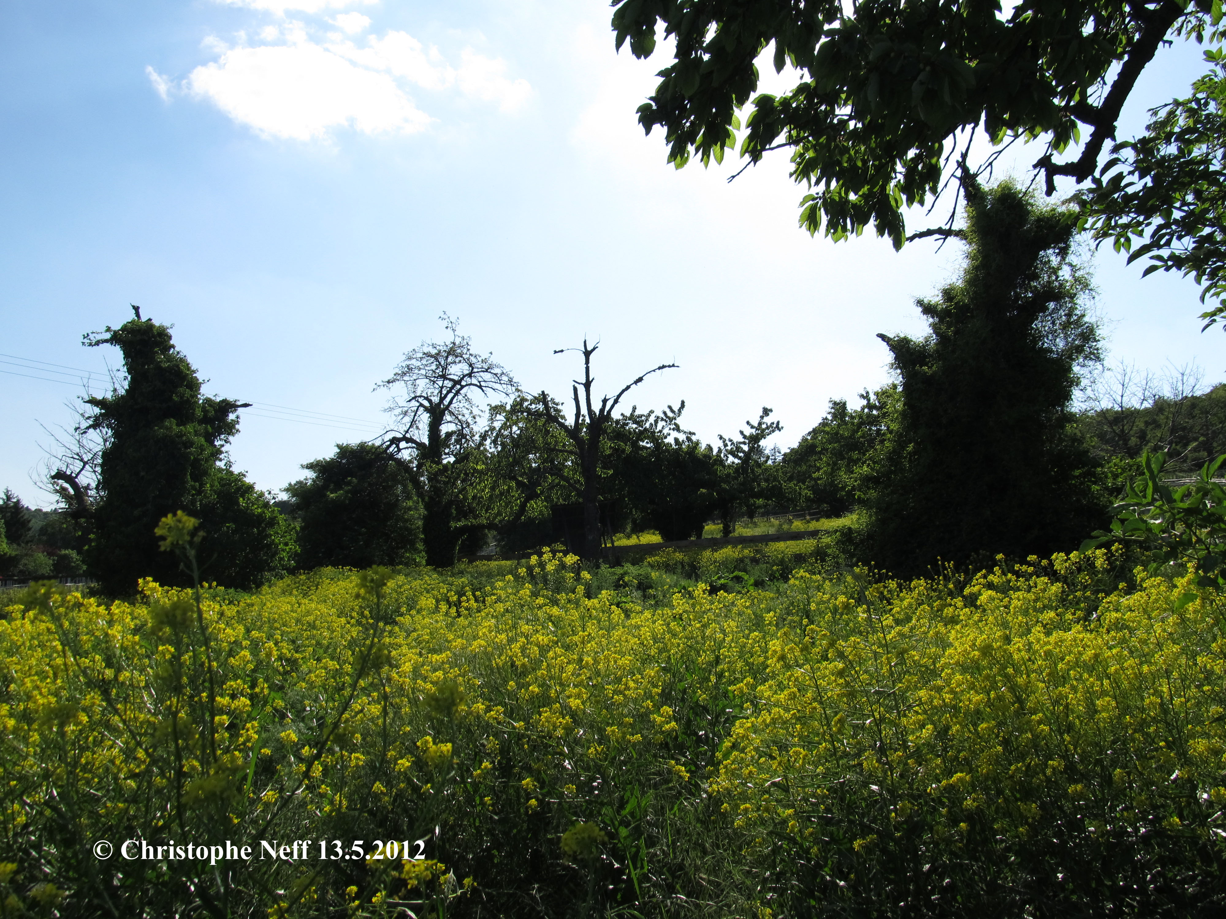 paysage de Bunias d'orient dans le Linage entre Sausenheim et Ne
