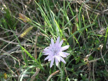 Scorzonera purpurea auf dem Grünstadter Berg 13.5.2011